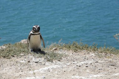 in the land of patagonia the nature and the wild