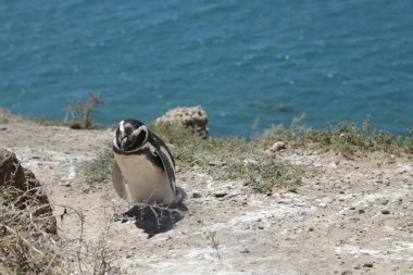 in the land of patagonia the nature and the wild