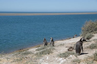 in the land of patagonia the nature and the wild