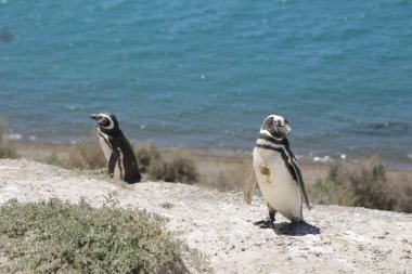 in the land of patagonia the nature and the wild