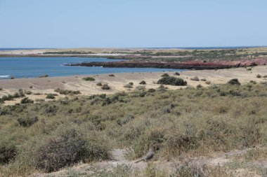 in the land of patagonia the nature and the wild