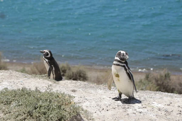 in the land of patagonia the nature and the wild