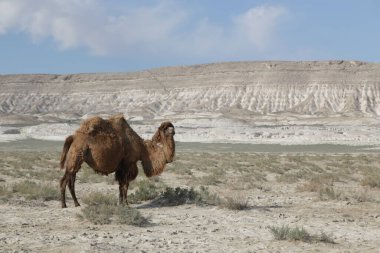 Kazhakistan 'da Mangystau güzel ve vahşi bir yerdir.