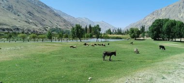 Dağlardaki yeşil çayırlarda otlayan sığırlar.
