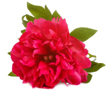 Beautiful peonies flowers on a white isolated background