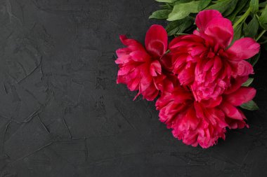 Siyah grafit arka plan üzerinde güzel parlak pembe çiçekler şakayık çerçeve. üst görünüm. metin için alan