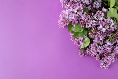 Mor arka planda bahar leylak dalları. Üst Manzara. metin için yer