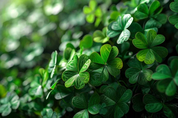 Patrick Day Clover Leaves Forest Close Stock Photo