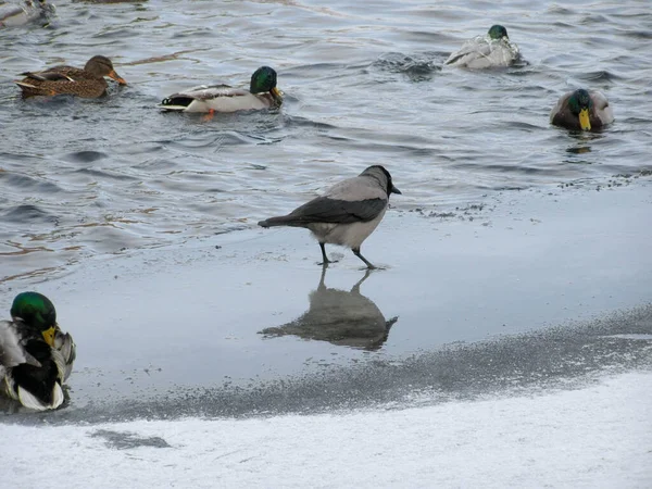 Krähen Spazieren Ufer Entlang Enten Schwimmen Wasser — Stockfoto