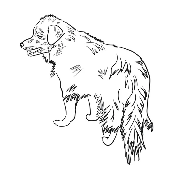 Outline Shaggy Dog Scetch Vector Illustration — Stock Vector