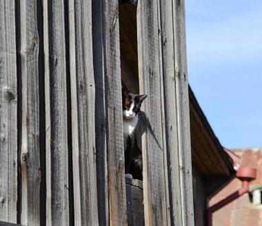 Siyah ve beyaz kedi tahta bir duvarda bir delikte oturuyor.