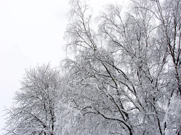 stock image Snow covered trees, winter day