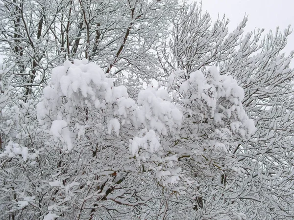 stock image Tree branches covered with snow. Close up