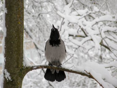 Kapüşonlu karga karla kaplı dalda vıraklar