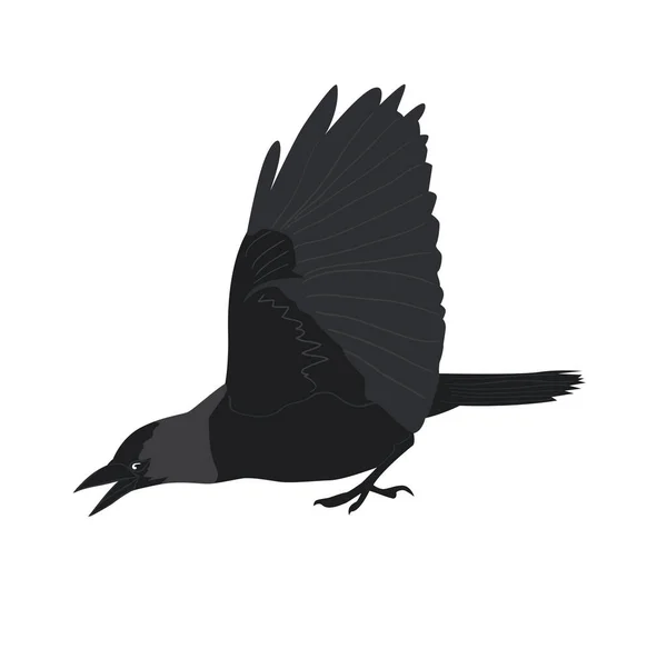 Attack Jackdaw Raised Wings Vector Illustration — Stock Vector