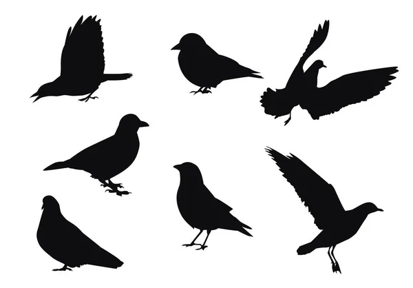 Set Von Silhouetten Verschiedener Stadtvögel Vektorillustration — Stockvektor