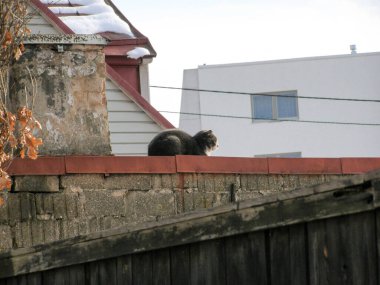 Şişko gri kedi bir bahar günü çatıda oturur.