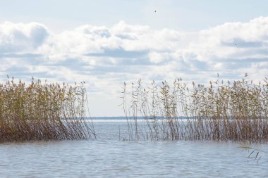 Sazlıklar ve bulutlarla güzel göl manzarası