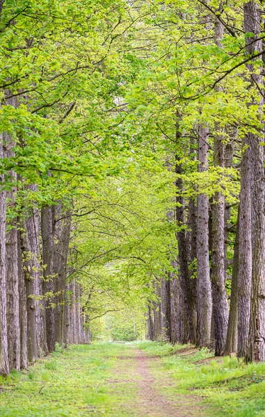 Cesta Vysokých Stromů Světle Zelenými Listy Jaře — Stock fotografie