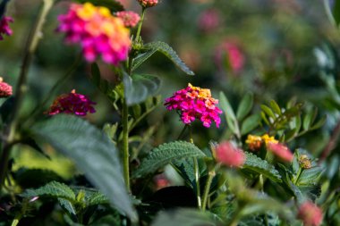 Çalı verbenas ya da lantanas pembe sarı çiçekleri
