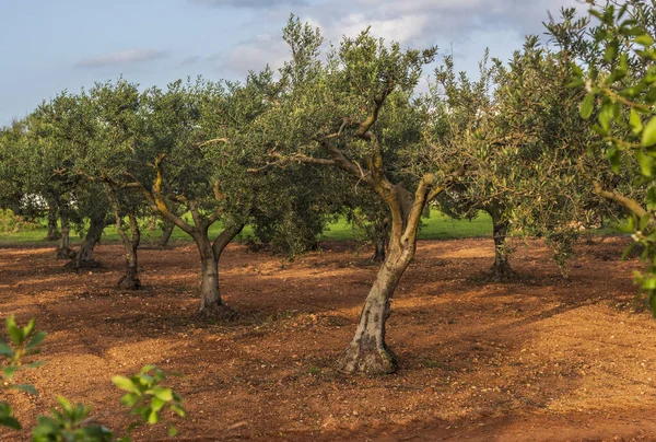 An orchard with olive trees, late spring, Sicily