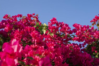 Kırmızı çiçekli Bougainvillea. Mavi gökyüzüne karşı çekim