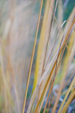 Sonbahar renklerinde kuru çimenler. Soyut arkaplan. Görüntüyü ikiye bölen kuru bir ot yaprağı..