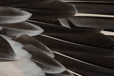 Kuş tüyü. Bir pelikan tüyü iğnesi. Arkaplan