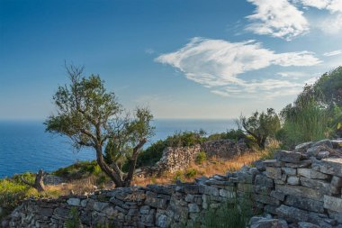 Olive tree, stone wall, white clouds in the sky and sea view. Greece clipart