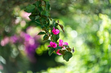 Pembe çiçekli Bougainvillea. Bahçedeki bir dalın ayrıntısı