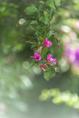 Pembe çiçekli Bougainvillea. Bahçedeki bir dalın ayrıntısı