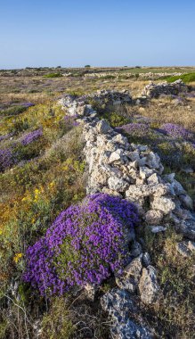 Mor çiçekli yabani kekik Sicilya 'da baharın sonlarında zemini kaplar. Vahşi Kekik