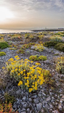 Deniz, gökyüzü ve Akdeniz bitkileriyle deniz manzarası. İtalya