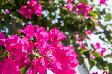 Pembe çiçekli Bougainvillea. Bahçede çiçek açan bir dal parçası. Yaz zamanı.