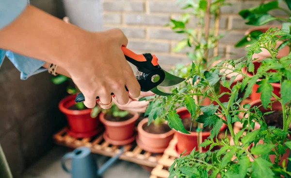 Retrato Una Joven Jardinero Usando Podadora Para Recortar Hojas Plantas — Foto de Stock