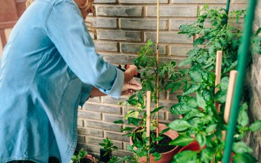 Elinde dijital tablet tutarken apartman dairesinin terasındaki kentsel bahçe bitkilerini kontrol eden genç.
