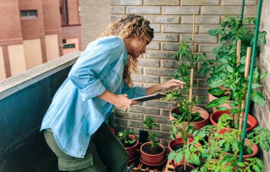 Young woman checking plants of urban garden on terrace of residential apartment while holding digital tablet in her hand clipart