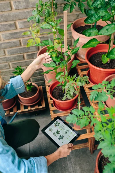 Mulher Jovem Irreconhecível Usando Aplicativo Jardinagem Com Inteligência Artificial Para — Fotografia de Stock