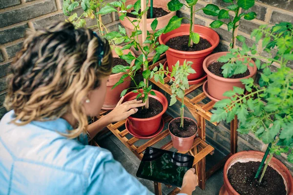 Junge Frau Mit Digitalem Tablet Nicht Wiederzuerkennen Während Sie Pflanzen — Stockfoto