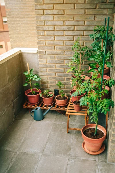 城镇公寓楼阳台上的小蔬菜园 各种绿色植物生长在瓷壶上 浇灌在地面上 城市可持续有机花园概念 — 图库照片