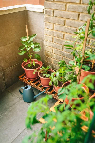 Kleiner Gemüsegarten Auf Dem Balkon Der Stadtwohnung Mit Sorten Grüner — Stockfoto