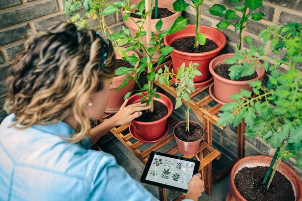 Junge Frau Pflegt Mit Garten App Mit Künstlicher Intelligenz Pflanzen — Stockfoto