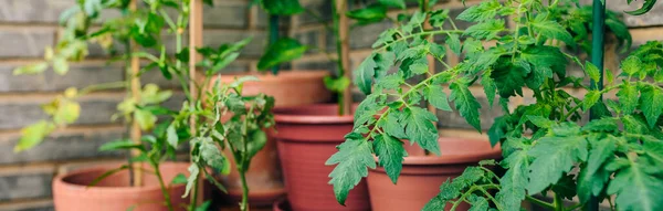Tomatenpflanzenblätter Wachsen Auf Keramiktöpfen Auf Einem Gemüsegarten Auf Dem Balkon — Stockfoto