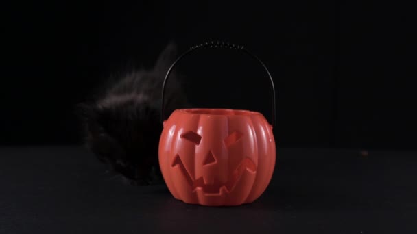 Halloween Katte Små Sorte Killinger Med Græskar Til Halloween Ferien – Stock-video