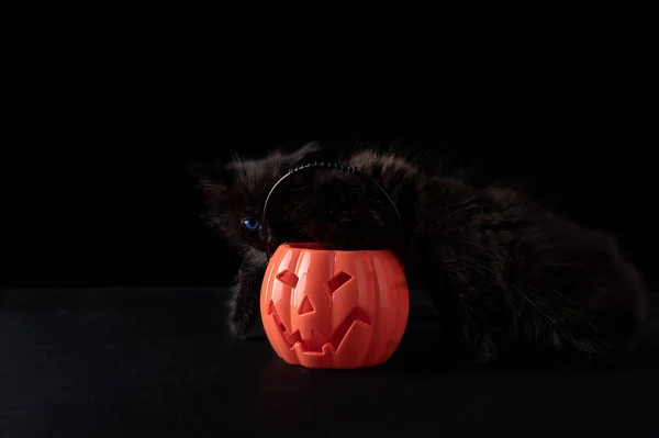 Halloween Cats Little Black Kittens Pumpkin Halloween Holiday Cute Pets — Stock Photo, Image