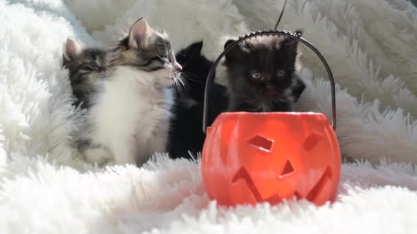 Хелловінські Кішки Маленькі Чорні Кошенята Гарбузом Свята Хелловін Фоні Світла — стокове відео