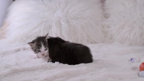 Piccoli Gattini Primo Piano Uno Sfondo Leggero Gattini Neri Maculati — Video Stock