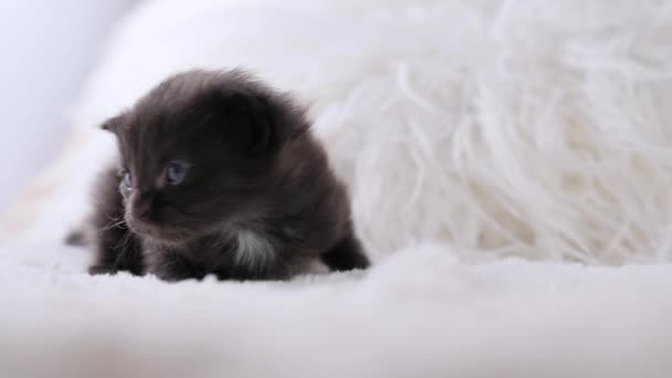 小さな黒い子猫とハロウィーンのカボチャ お祭り騒ぎだ 軽い背景でホームペット かわいい子猫1ヶ月 高品質4K映像 — ストック動画