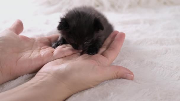 小さな黒い子猫とハロウィーンのカボチャ お祭り騒ぎだ 軽い背景でホームペット かわいい子猫1ヶ月 高品質4K映像 — ストック動画