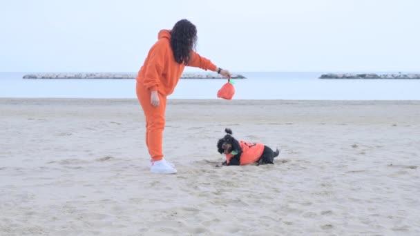 Halloween Pes Oblečený Jako Dýně Pláži Černý Kokršpaněl Slavnostním Oblečení — Stock video